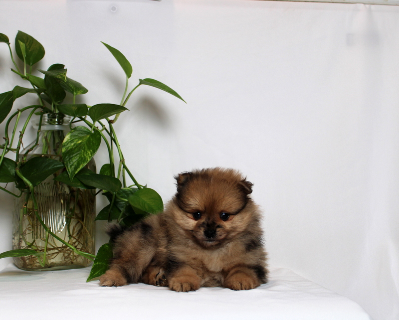 puppy, for, sale, Pomeranian, Matthew B. Stoltzfus, dog, breeder, Gap, PA, dog-breeder, puppy-for-sale, forsale, nearby, find, puppyfind, locator, puppylocator, aca